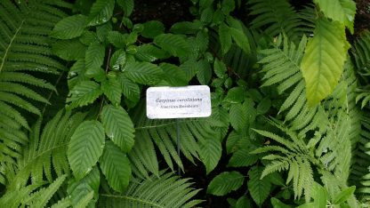 American Hornbeam (Carpinus caroliniana) garden