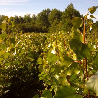 Growing Hybrid Poplars