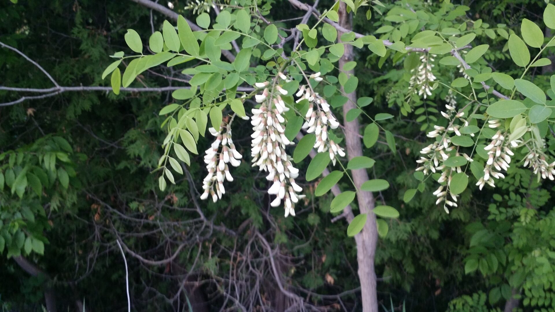 black locust tree flowers