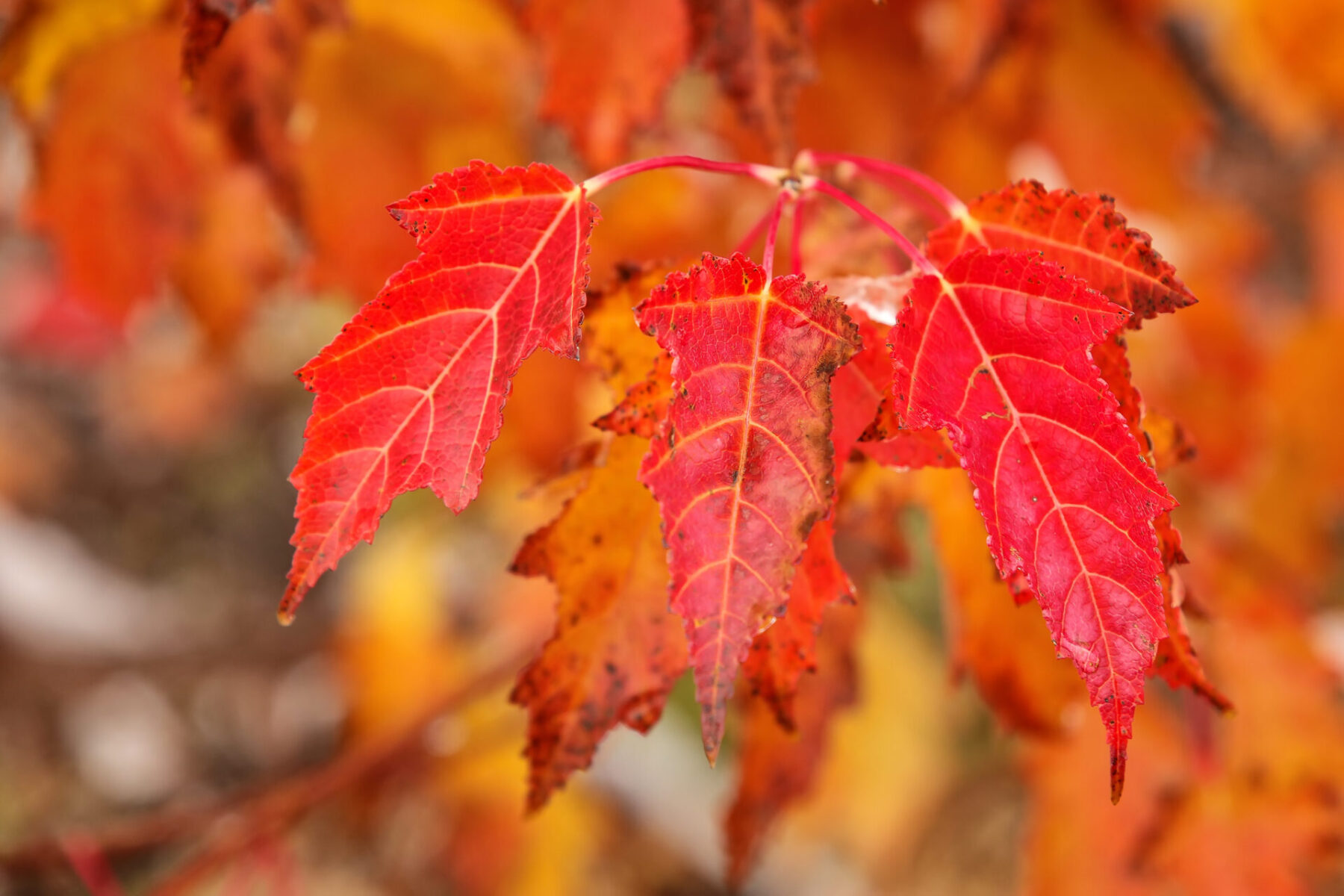 amur maple leaf amur maple leaf