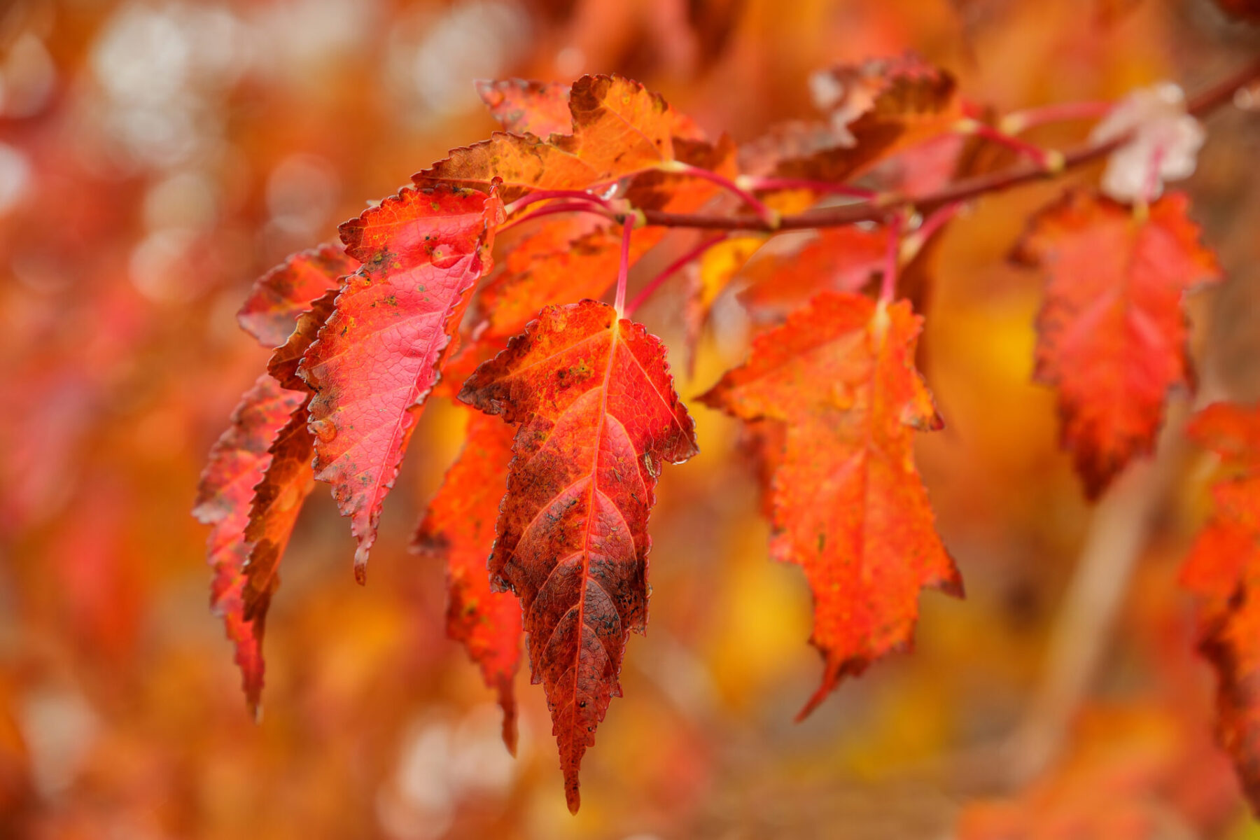 amur maple leaf amur maple leaf