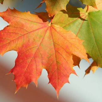 Sugar Maple Fall Leaves