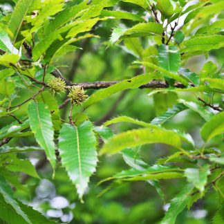 Sawtooth Oak Branches