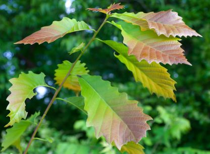 Chinquapin Oak Leaves