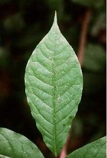 Pawpaw