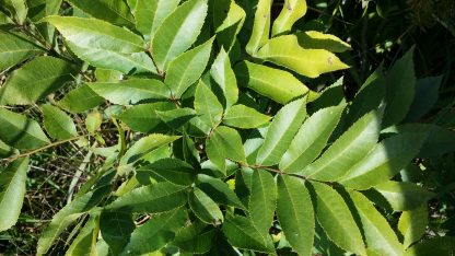 Northern Pecan Leaves