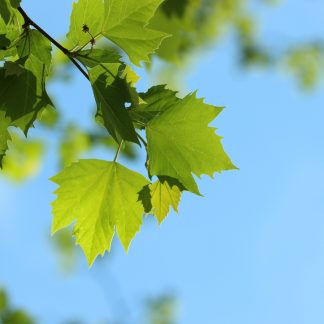 Sycamore leaves branch Platanus occidentalis