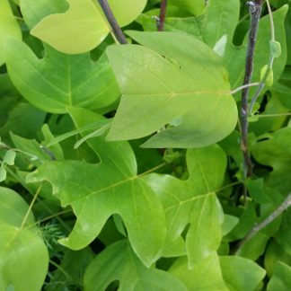Tuliptree Leaves