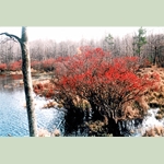 Black ironwood for sale