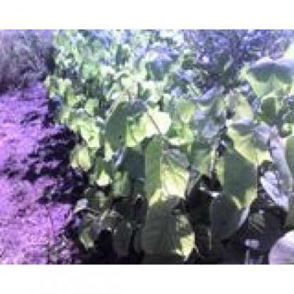 American Basswood (Tilia americana) seedling bed
