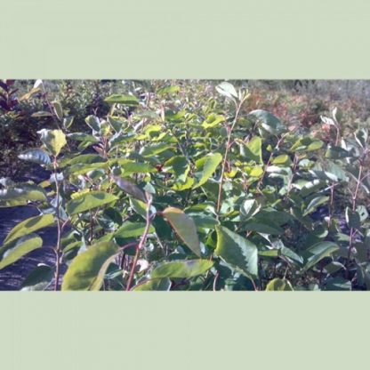 Shadbush Serviceberry leaves