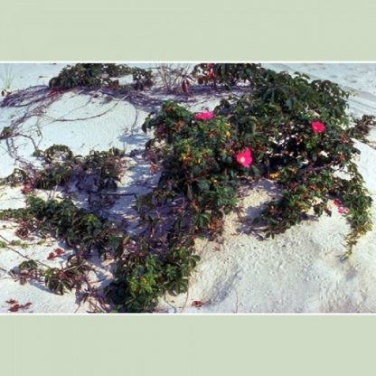 Rugosa Rose (Rosa Rugosa)