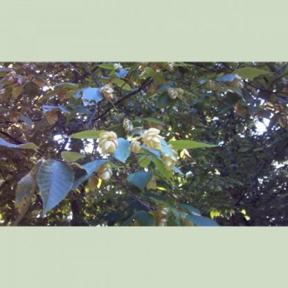Hophornbeam leaves and seed (Ostrya virginiana)