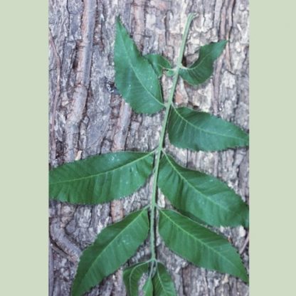 Northern Pecan up close