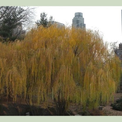 Weeping Willow (Salix babylonica)