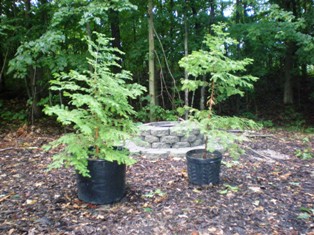 Young Dawn Redwood