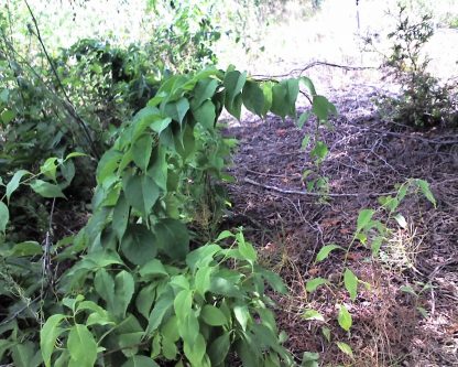 American Bittersweet (Celastrus scandens) vine