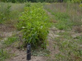 Buttonbush (Cephalanthus occidentalis) seedlings
