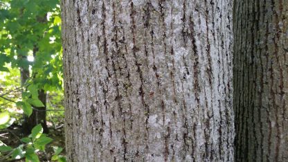 American Basswood (Tilia americana) bark on mature tree
