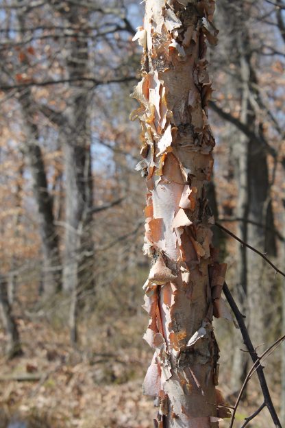 River Birch mature bark Betula nigra