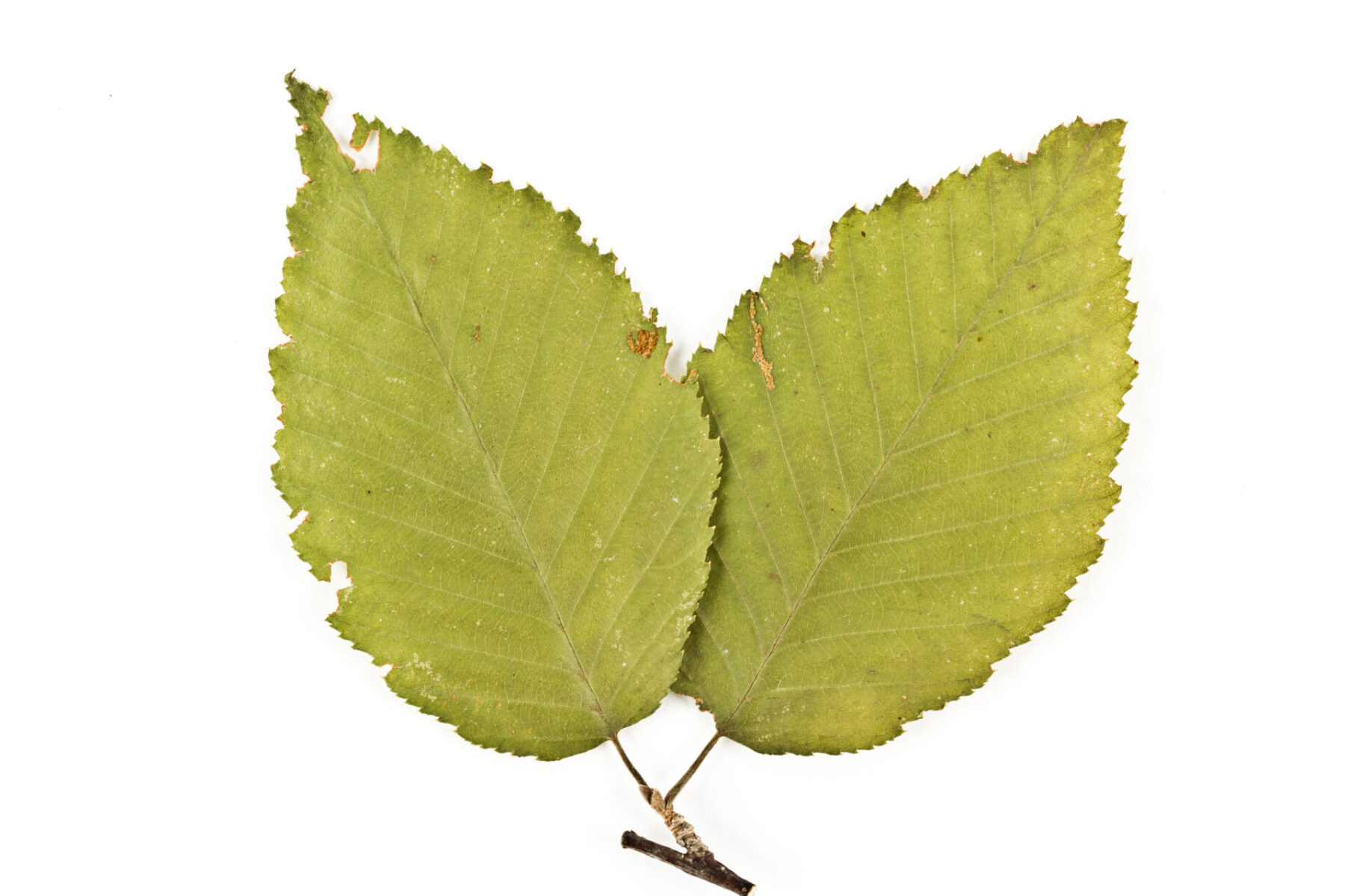 Yellow Birch Betula Allegheniensis Deciduous Trees Cold Stream Farm