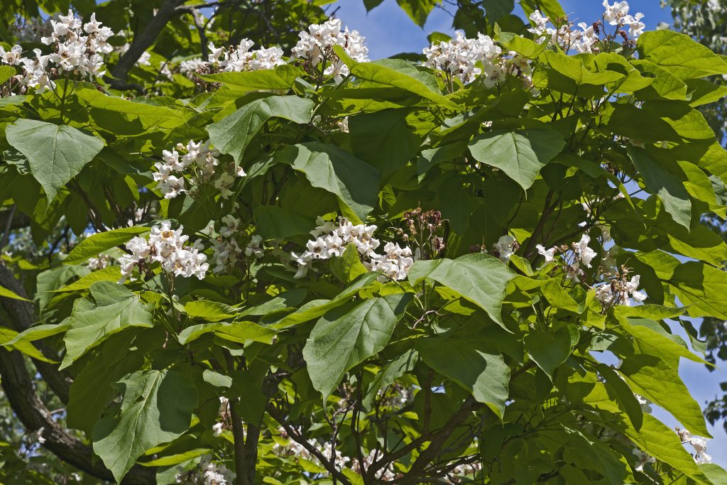 Northern Catalpa Catalpa Speciosa Deciduous Trees Cold Stream Farm