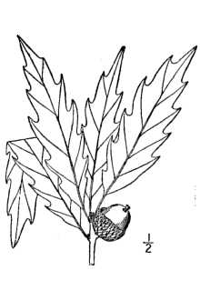 Chinquapin Oak Drawing