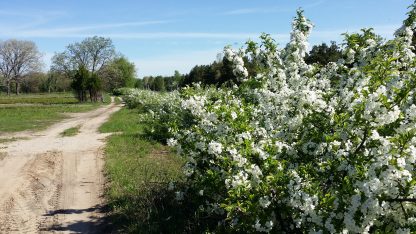 Sargent Roselow spring flowers seed orchard Crabapple Malus sargentii