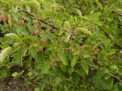 Sargent Roselow Summer fruit berries Crabapple Malus sargentii