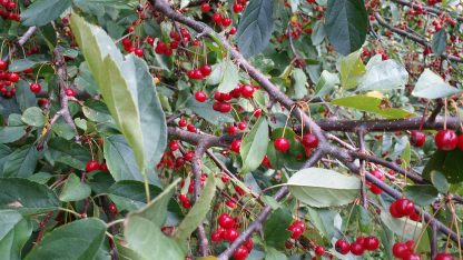 Sargent Roselow fruit berries Crabapple Malus sargentii