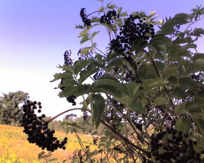 Black Elderberry fruit Sambucus canadensis