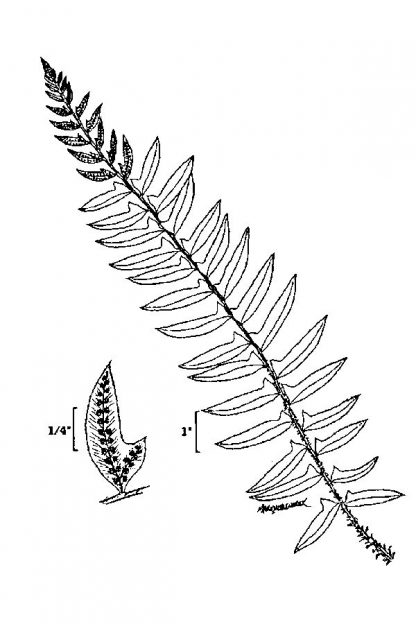 Drawing of Christmas Fern Leaves