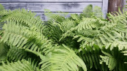 Cinnamon Fern next to shed