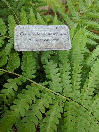 Close Up of Cinnamon Fern leaf size and shape