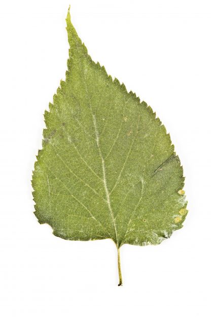 hackberry common leaf Celtis occidentalis