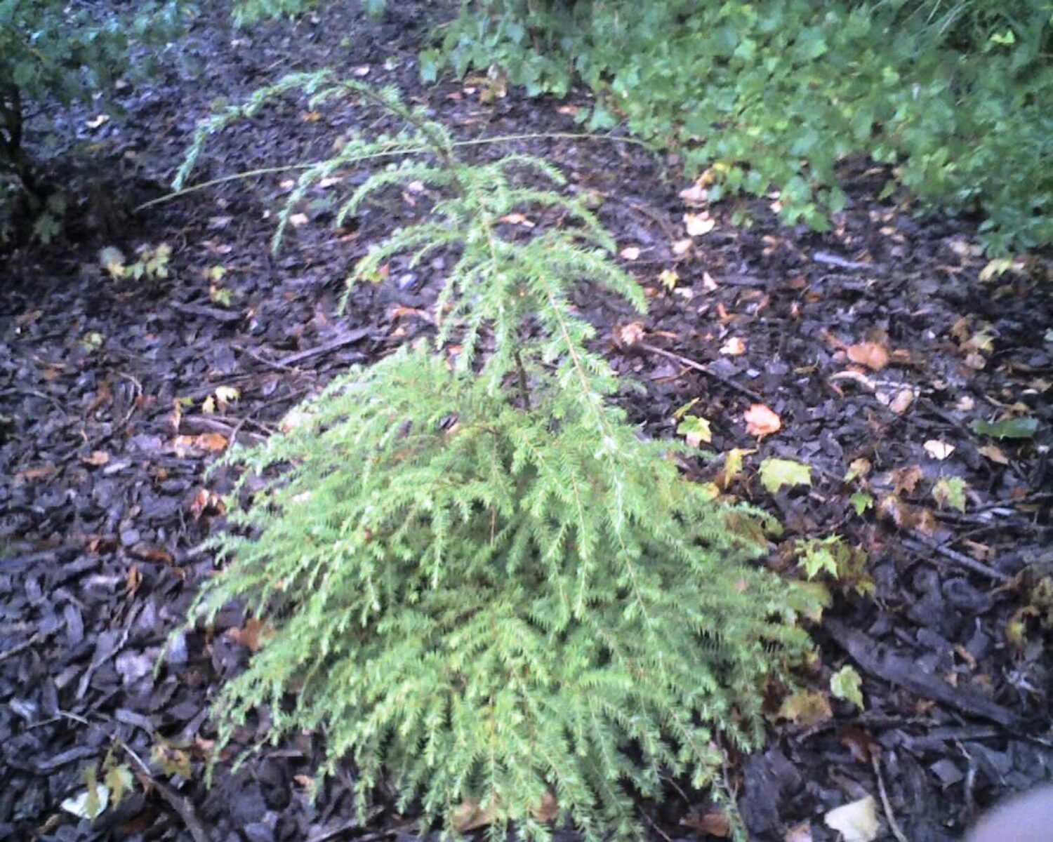 Eastern Hemlock Trees For Sale : Tsuga canadensis Northern - Tree Seeds - Eastern Hemlock ... / It is an important tree for wildlife and the large size makes it ideal for privacy screens or where large evergreen trees are needed in a landscape.