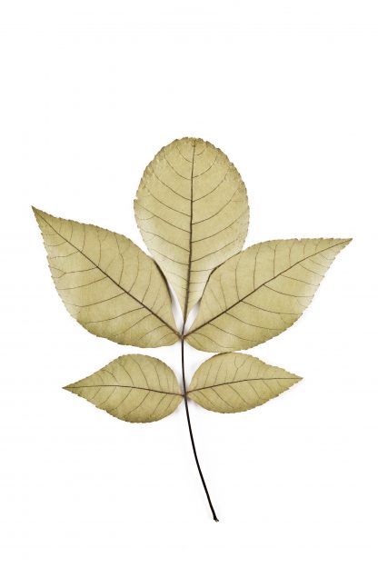 shagbark hickory leaf