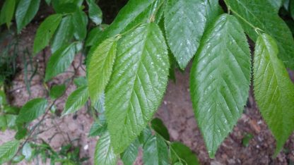 Hophornbeam leaves (Ostrya virginiana)