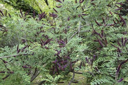 False Indigo shrub bush flowers Amorpha fruticosa