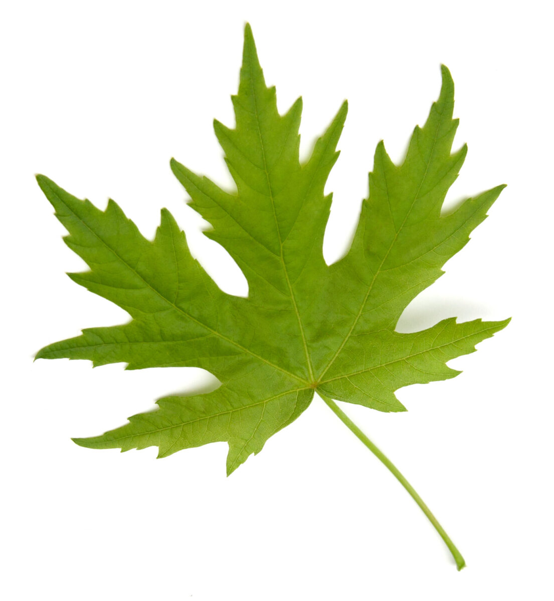 Silver Maple Leaf Tree - Unhealthypost