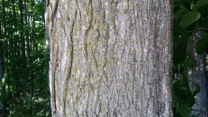Mature Sugar Maple Bark