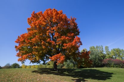 Mature Sugar Maple in Fall