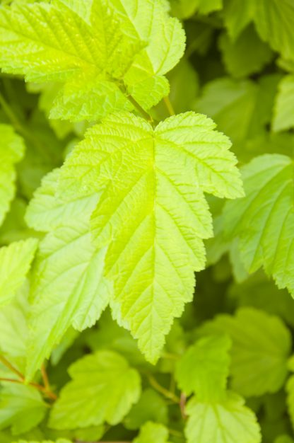 Ninebark Physocarpus opulifolius leaves leaf shape