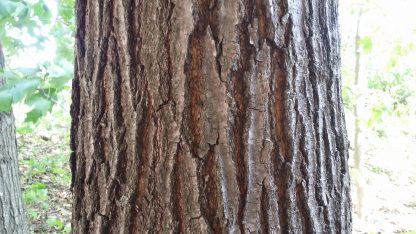 Red Oak (Quercus rubra) mature tree bark