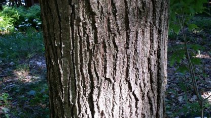 White Oak (Quercus alba) mature tree bark