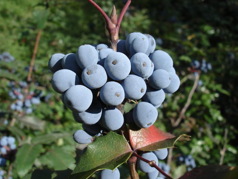 oregon grape oregon grape