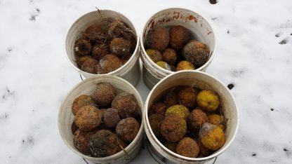Osage Orange Fall Fruit in Buckets