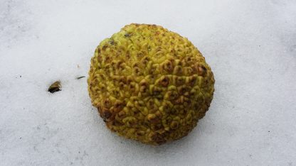 Osage Orange Fruit in Snow