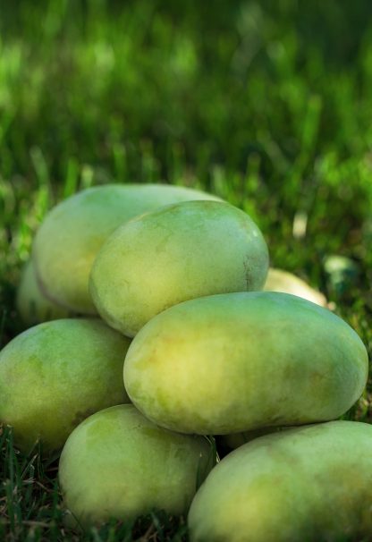 Pawpaw fruit asimina triloba