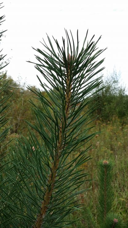 Scotch Pine Branch